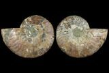 Agatized Ammonite Fossil - Madagascar #111474-1